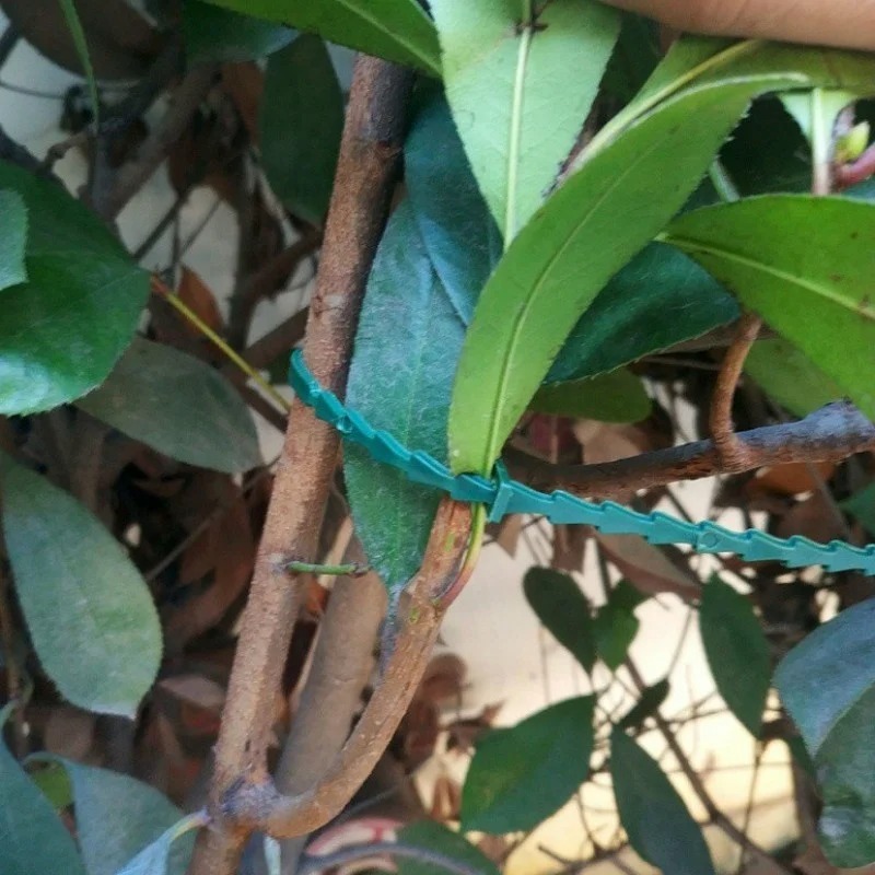 50pcs Adjustable Plastic Plant - Vine Climbing Plastic ulasan dan harga