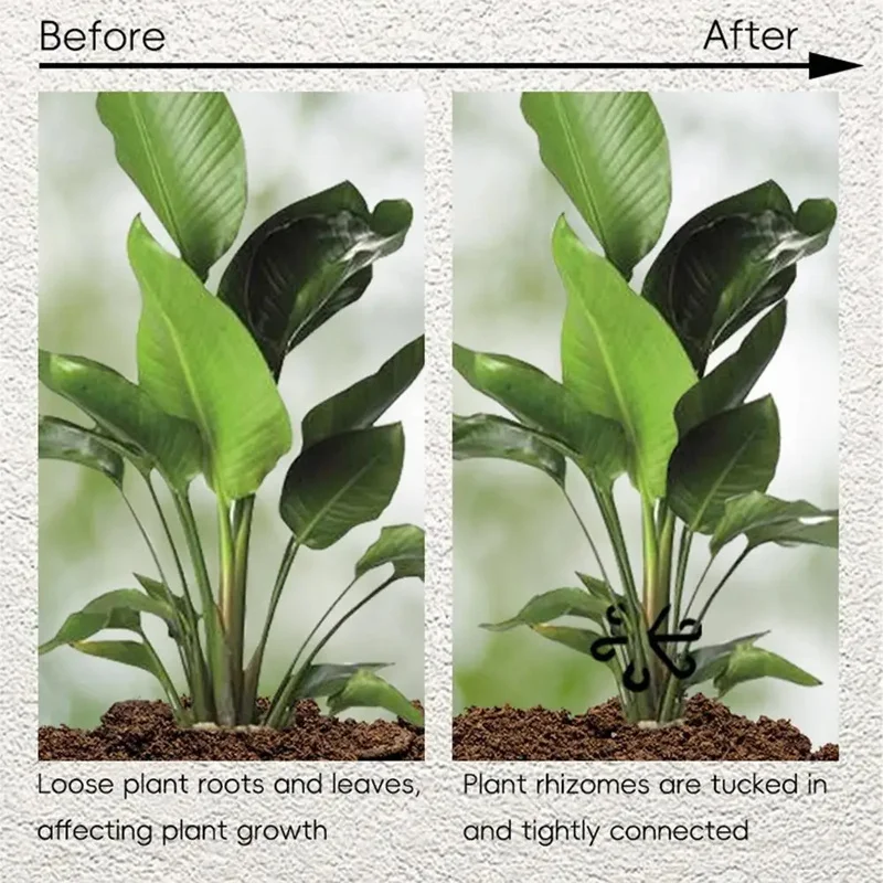 Stem Support Alocasia Monstera - Vine Climbing Plastic ulasan dan harga